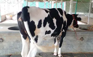 Improved breed cow number 1271.
