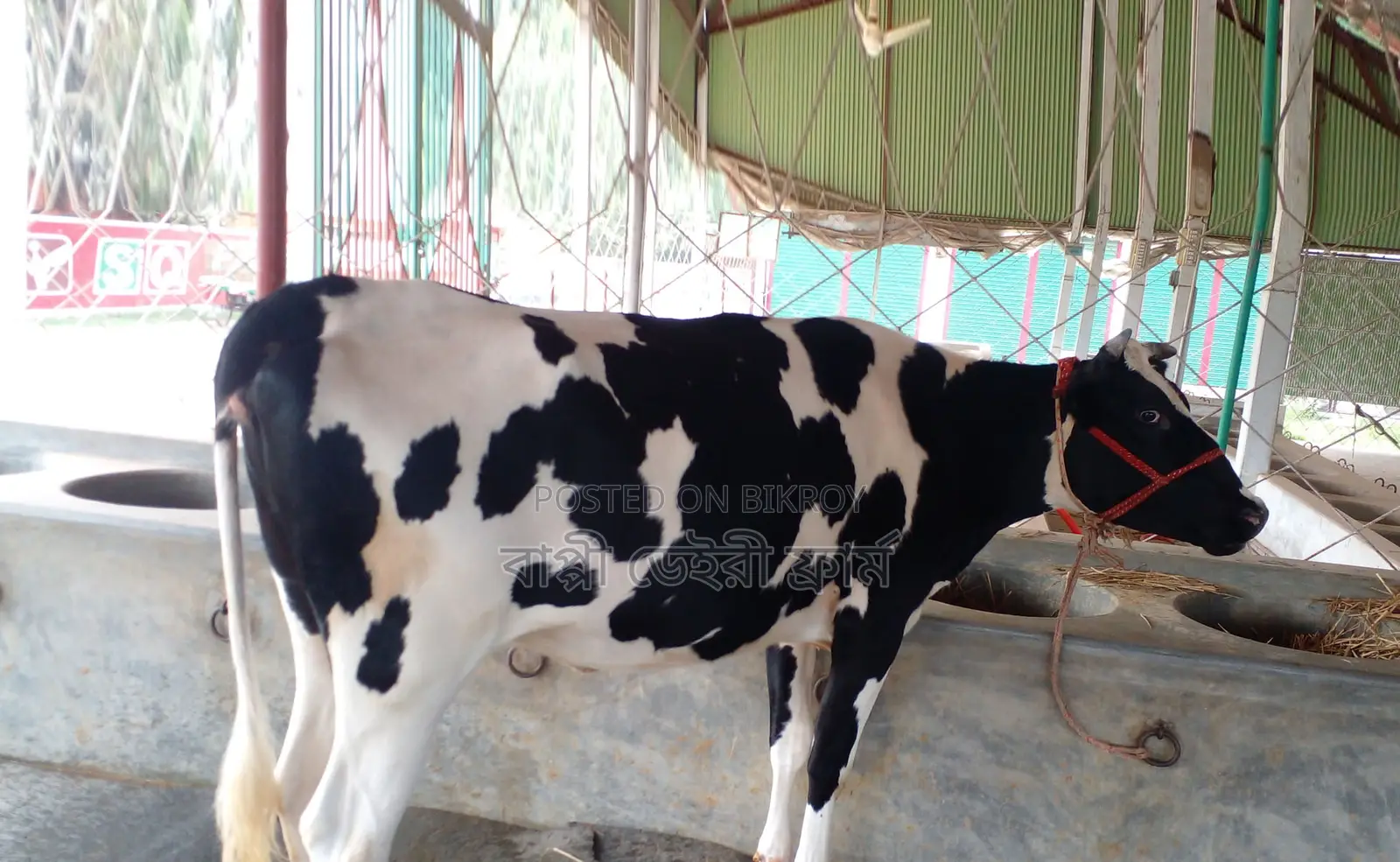 No. 1271 Improved Breed Cow.