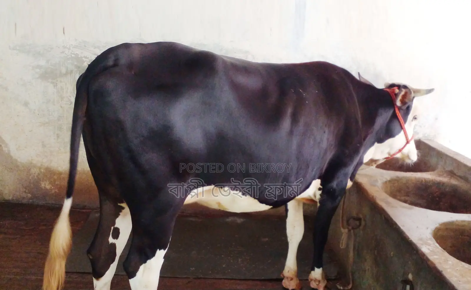1272 Number High-Quality Heifer for Sale.