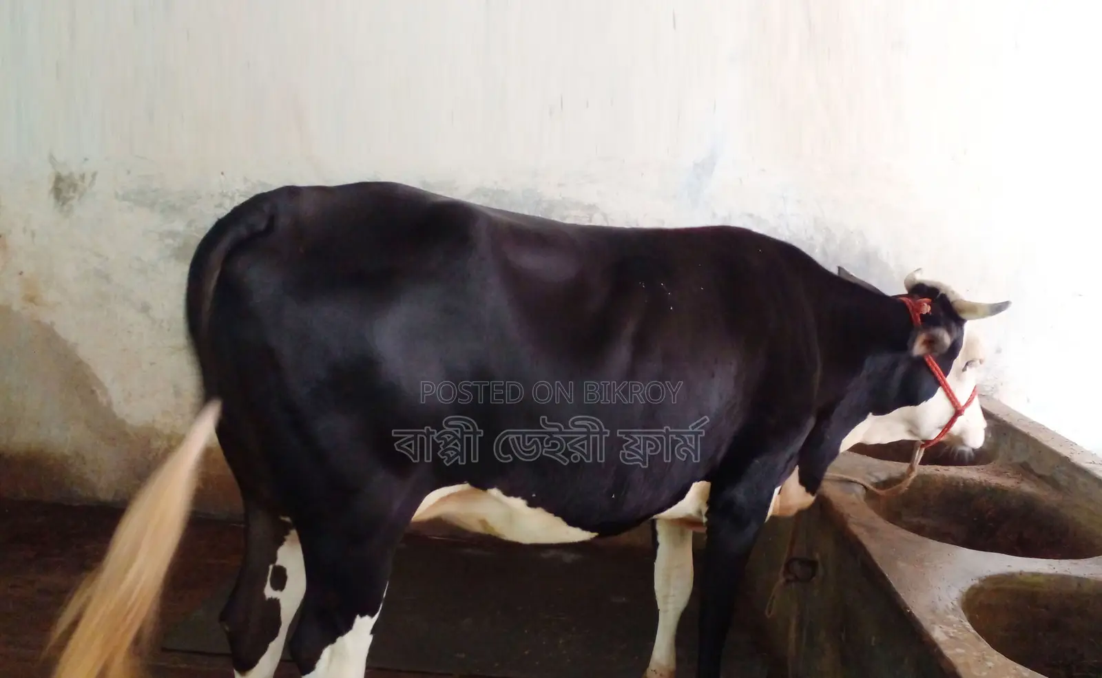1272 Number High-Quality Heifer for Sale.