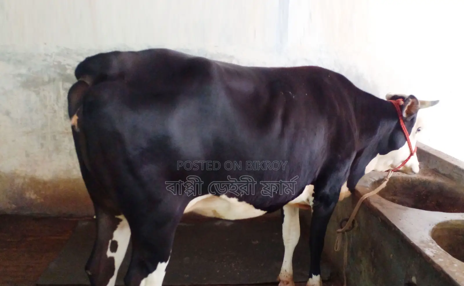 1272 Number High-Quality Heifer for Sale.