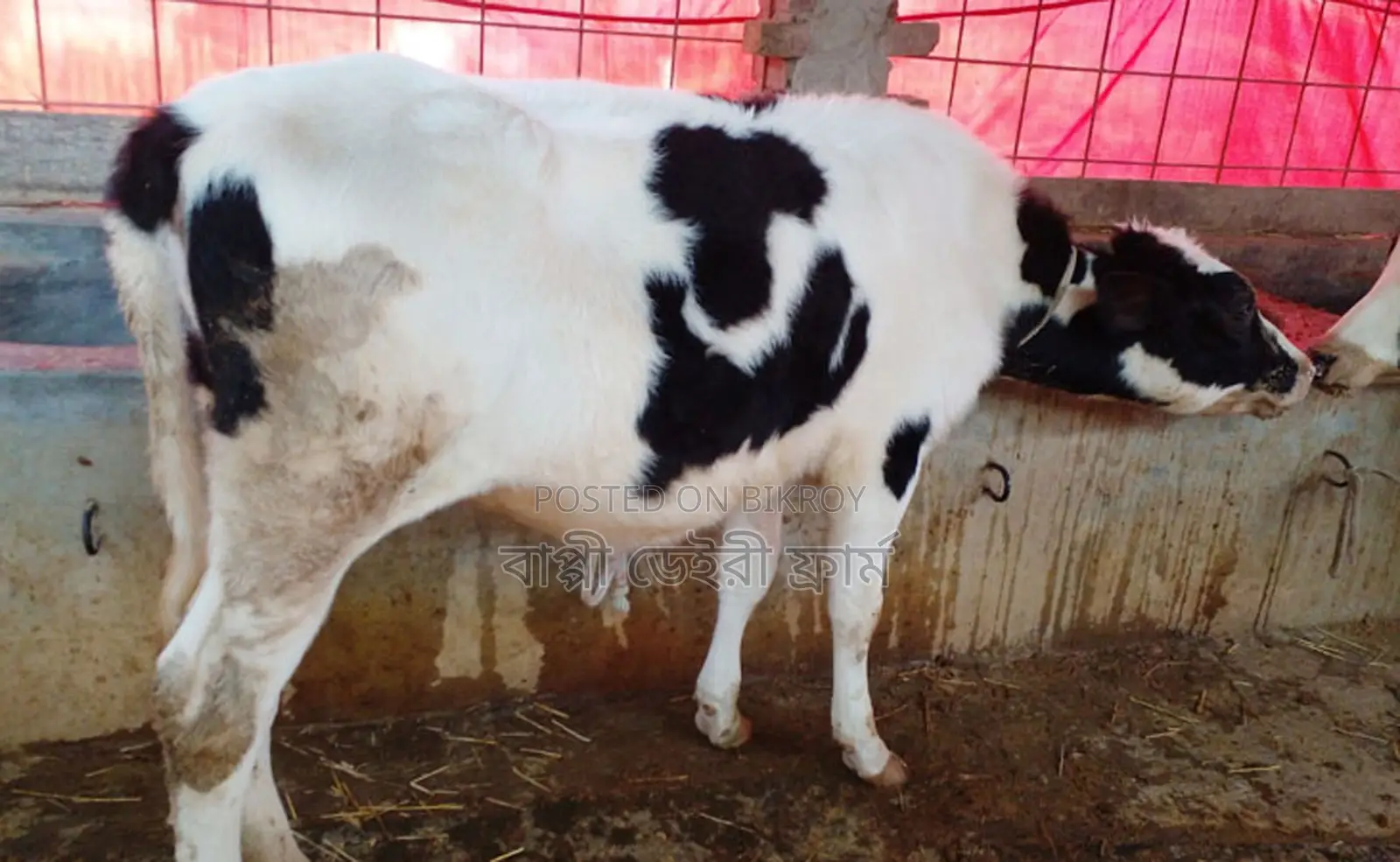 Heifer calf number 1273 for sale.