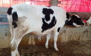 Heifer calf number 1273 for sale.