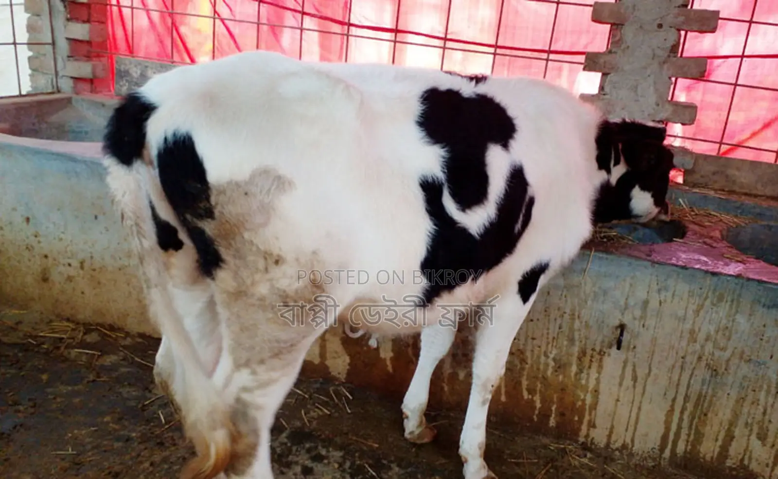 Heifer calf number 1273 for sale.