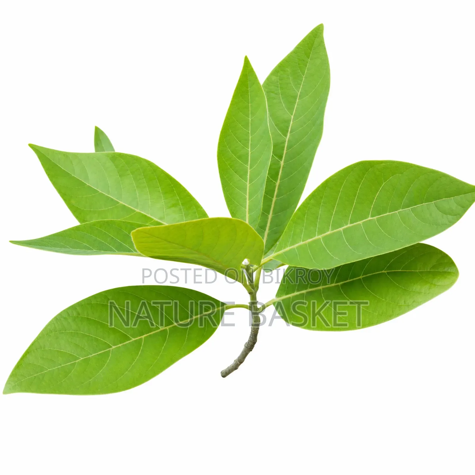Natural Menda (Kharajra) Tree Leaves