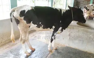 No. 1274 High-quality heifer for rearing.