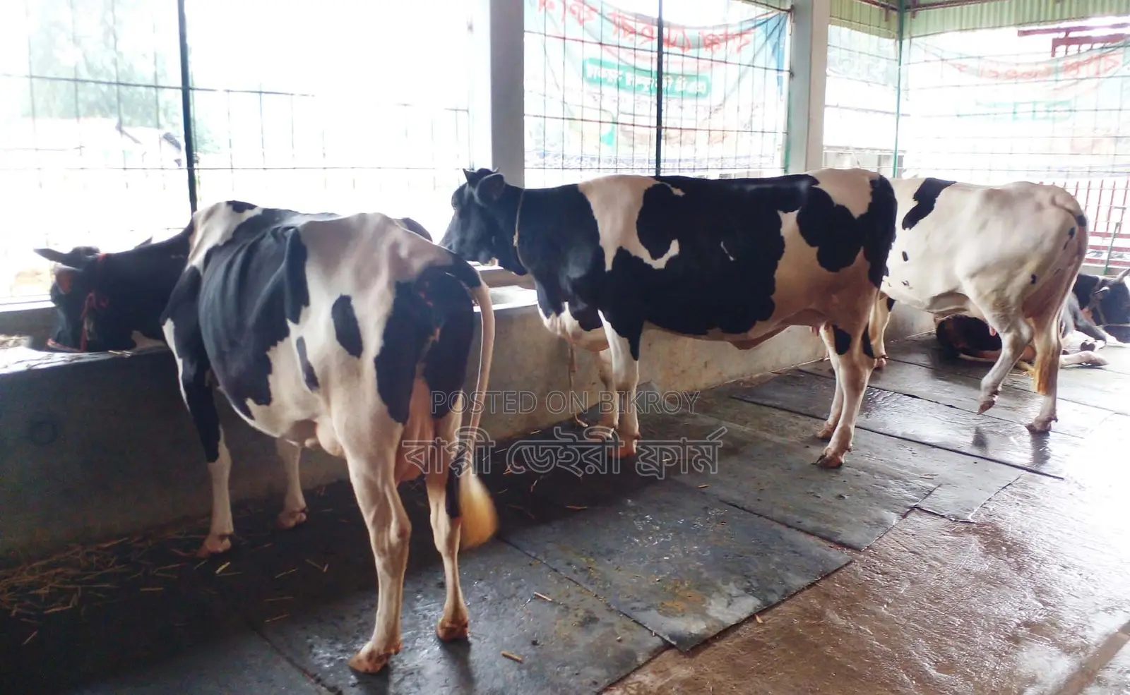 3 High-Quality Cows for Sale, ID 1275.