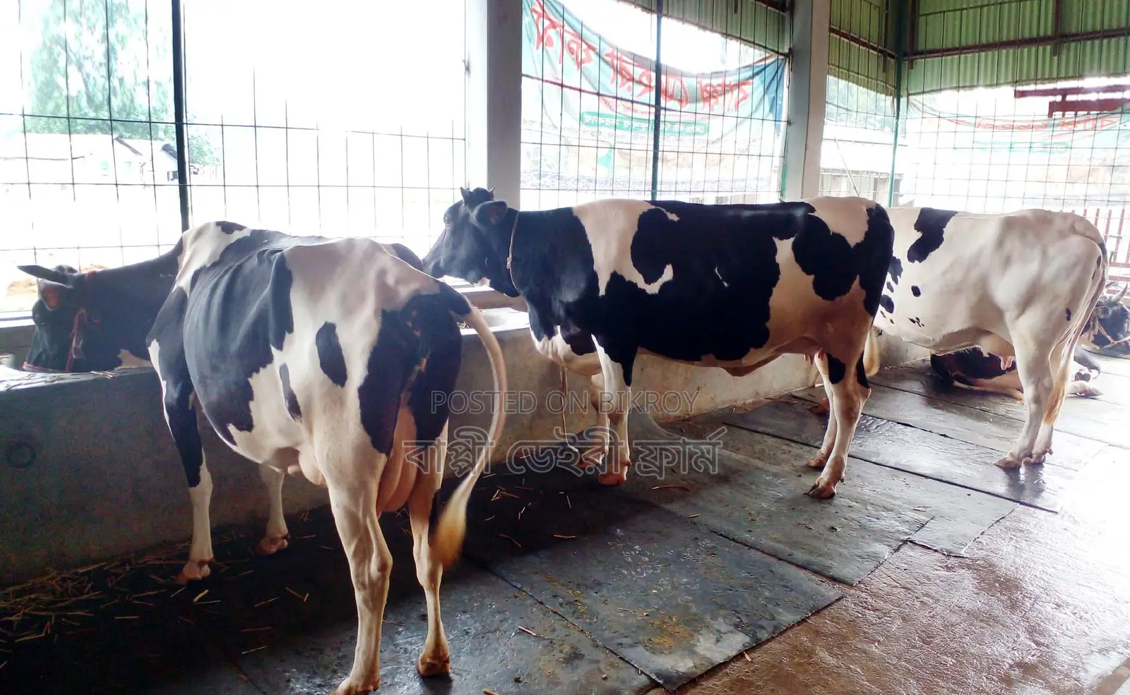 3 High-Quality Cows for Sale, ID 1275.