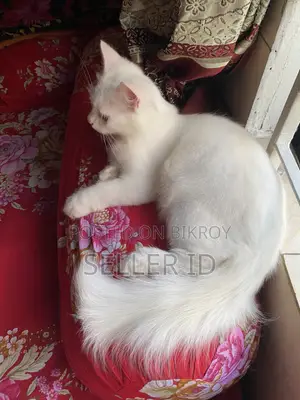 ৩-৬ মাসের পুরুষ বিশুদ্ধ পার্সিয়ান বিড়াল