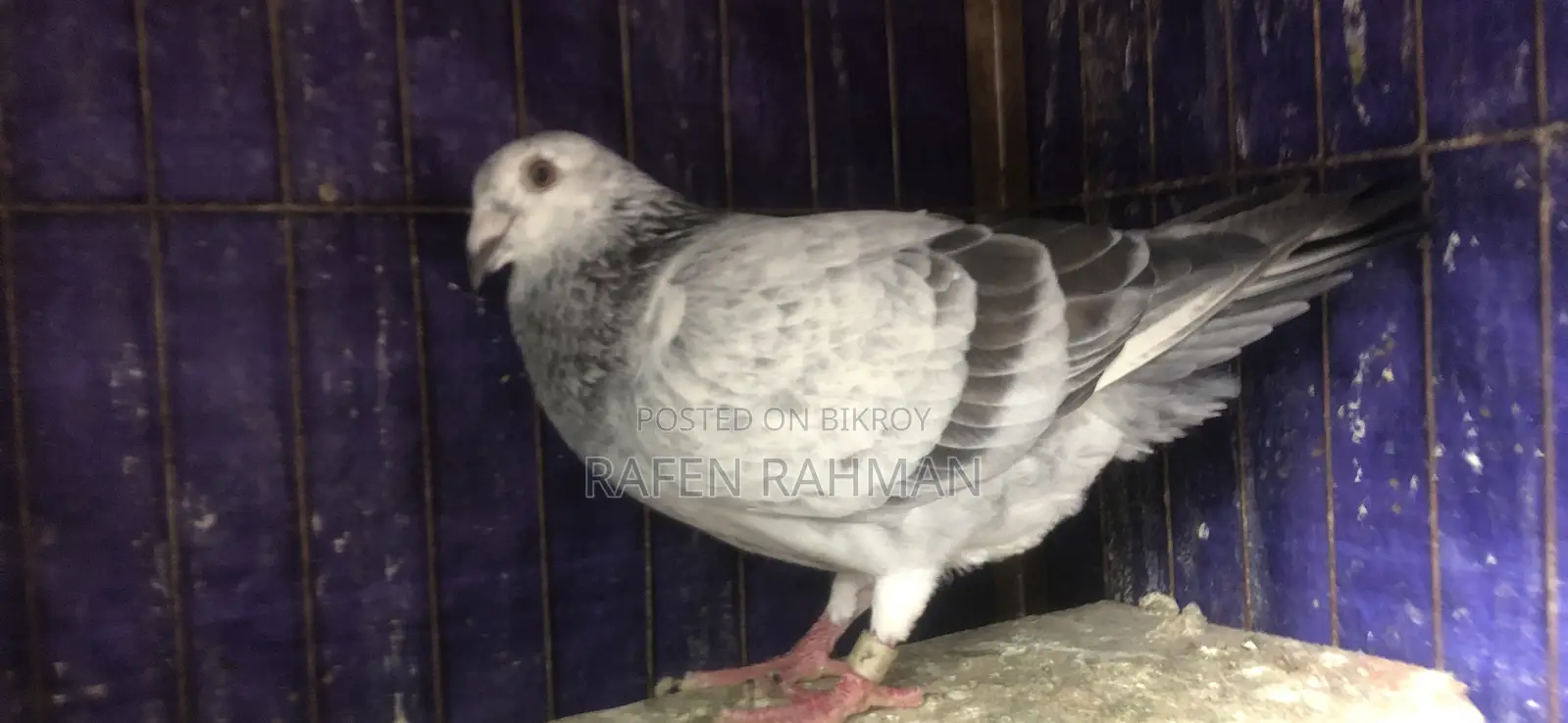 Afsan Grizzle Female