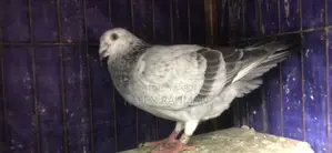Afsan Grizzle Female