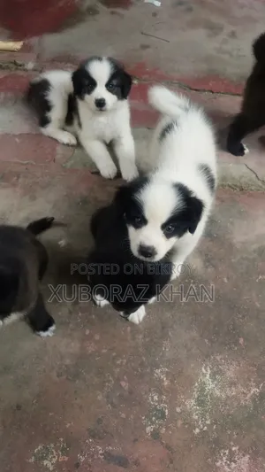 0-1 month Male Mixed Breed Dog