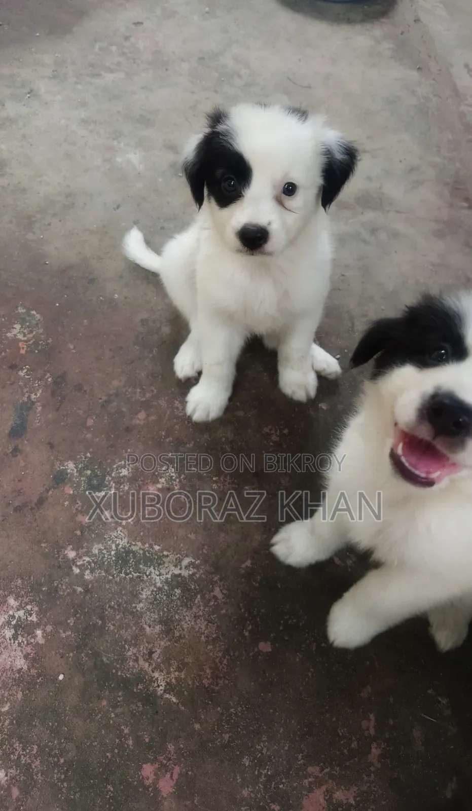 0-1 month Male Mixed Breed Dog
