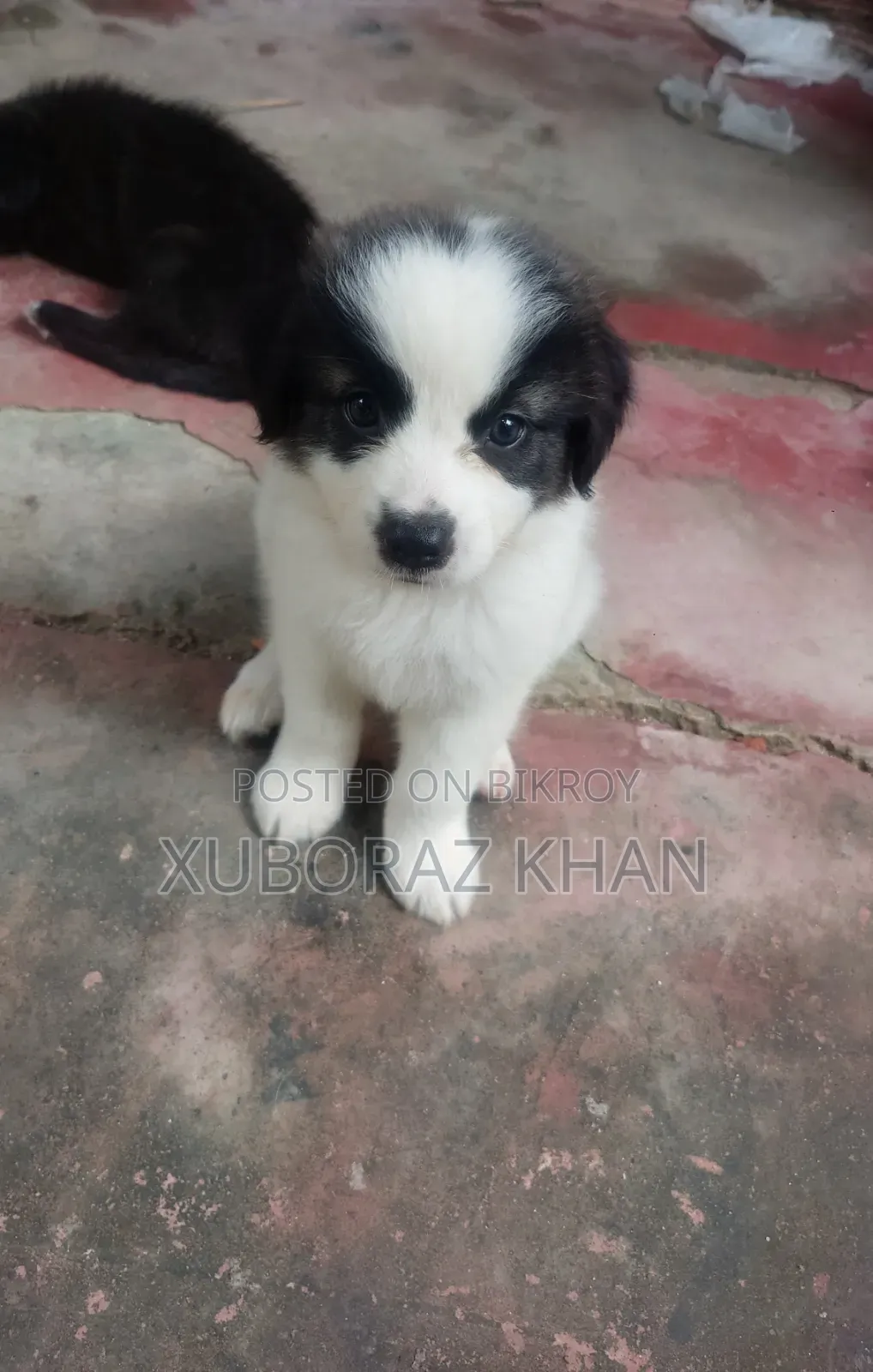 0-1 month Male Mixed Breed Dog