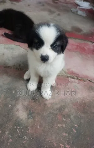 0-1 month Male Mixed Breed Dog