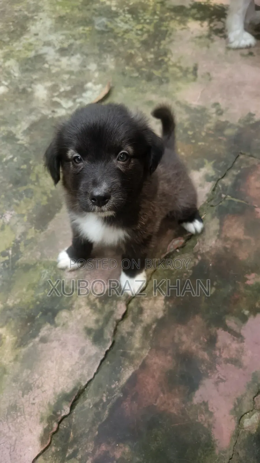 0-1 month Male Mixed Breed Dog