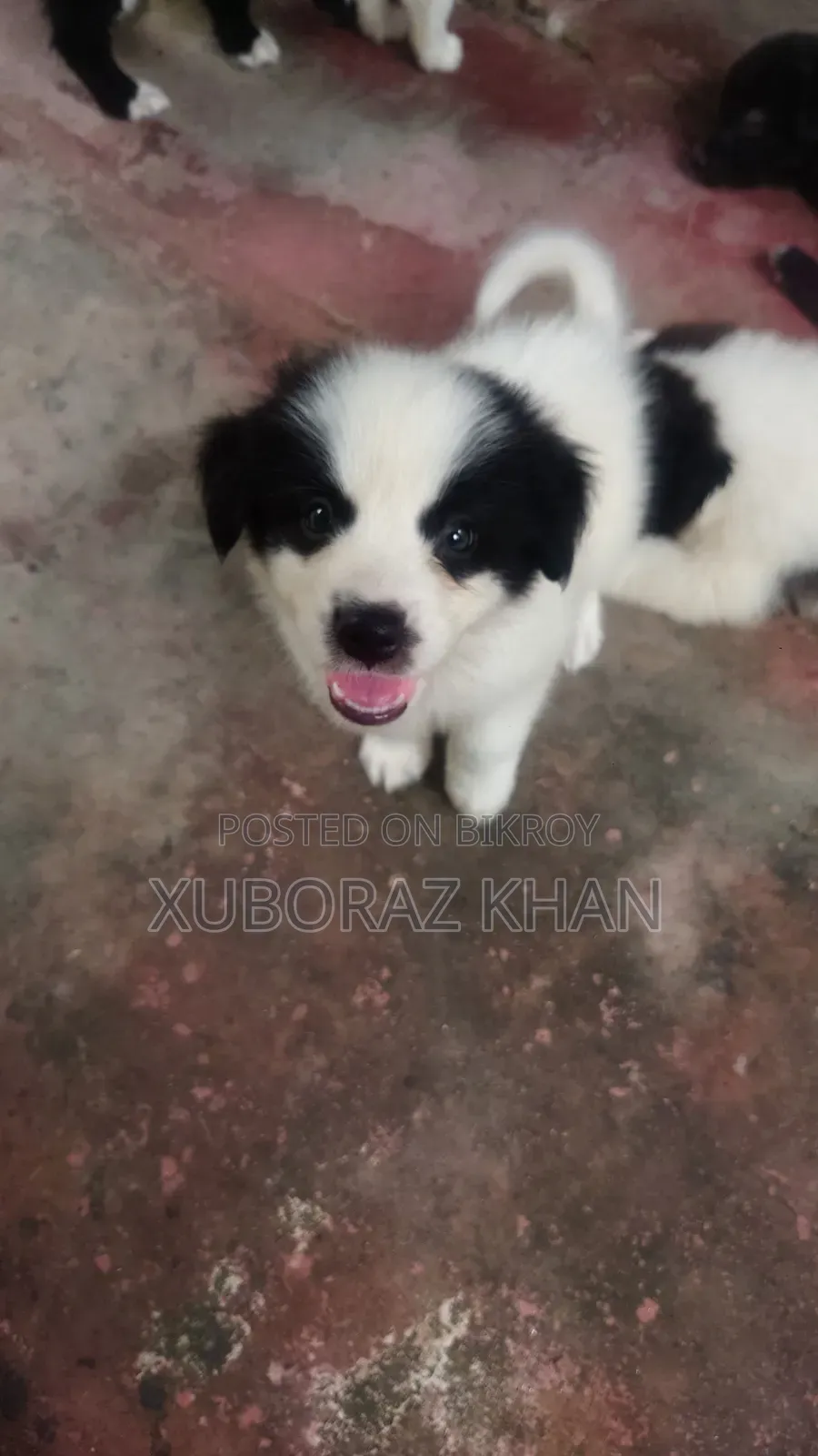 0-1 month Male Mixed Breed Dog