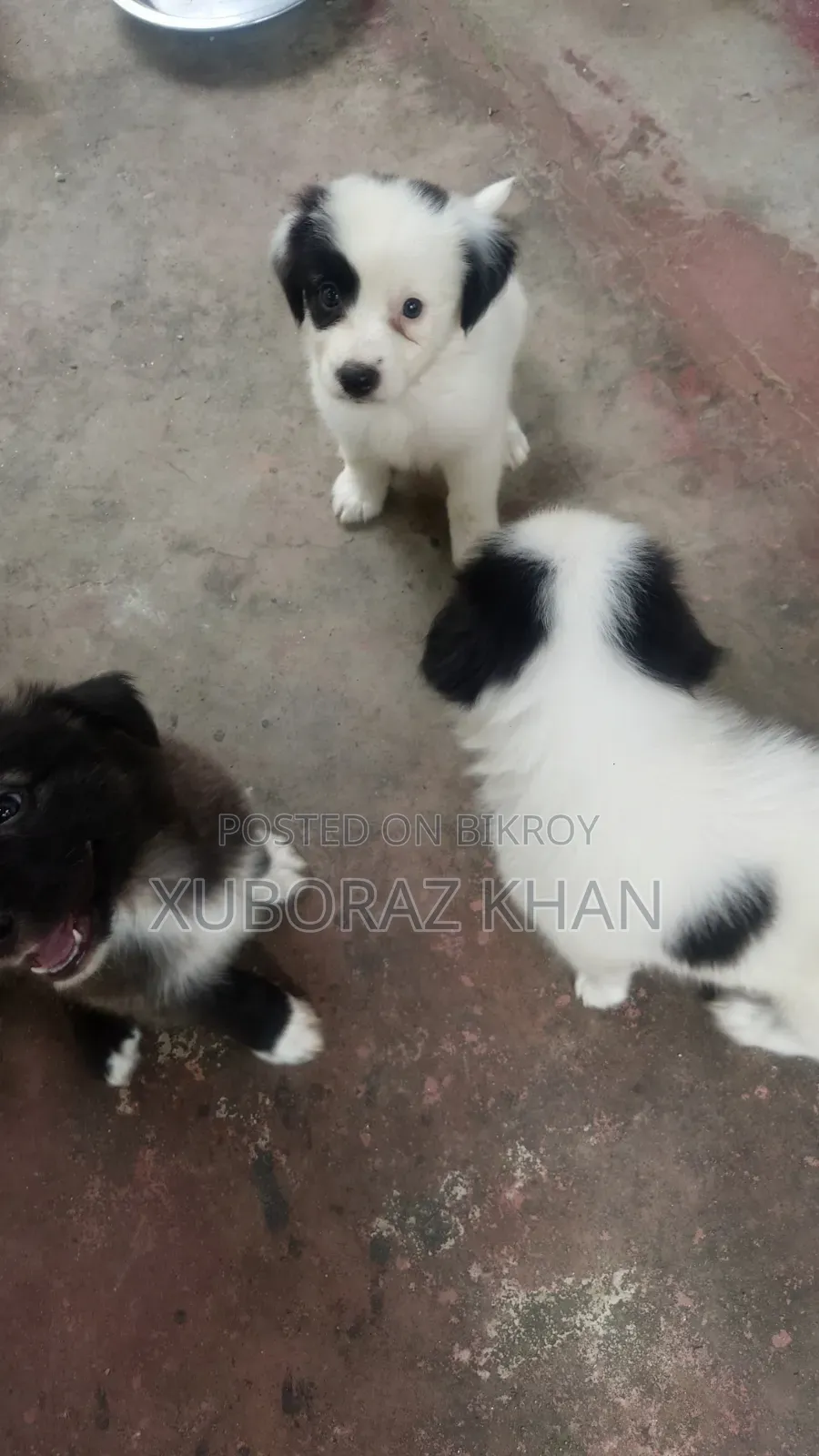 0-1 month Male Mixed Breed Dog