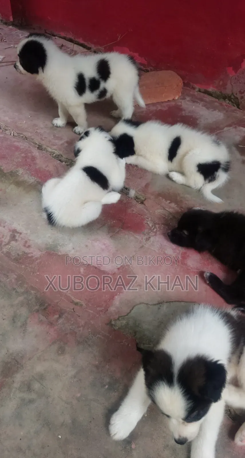 0-1 month Male Mixed Breed Dog