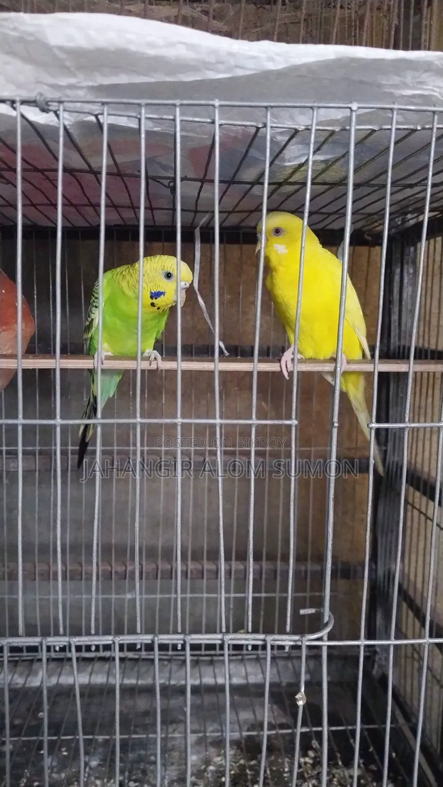 Budgerigar bird