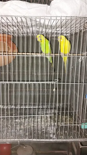 Budgerigar bird