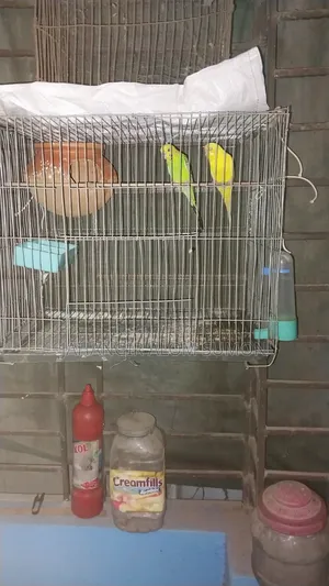 Budgerigar bird