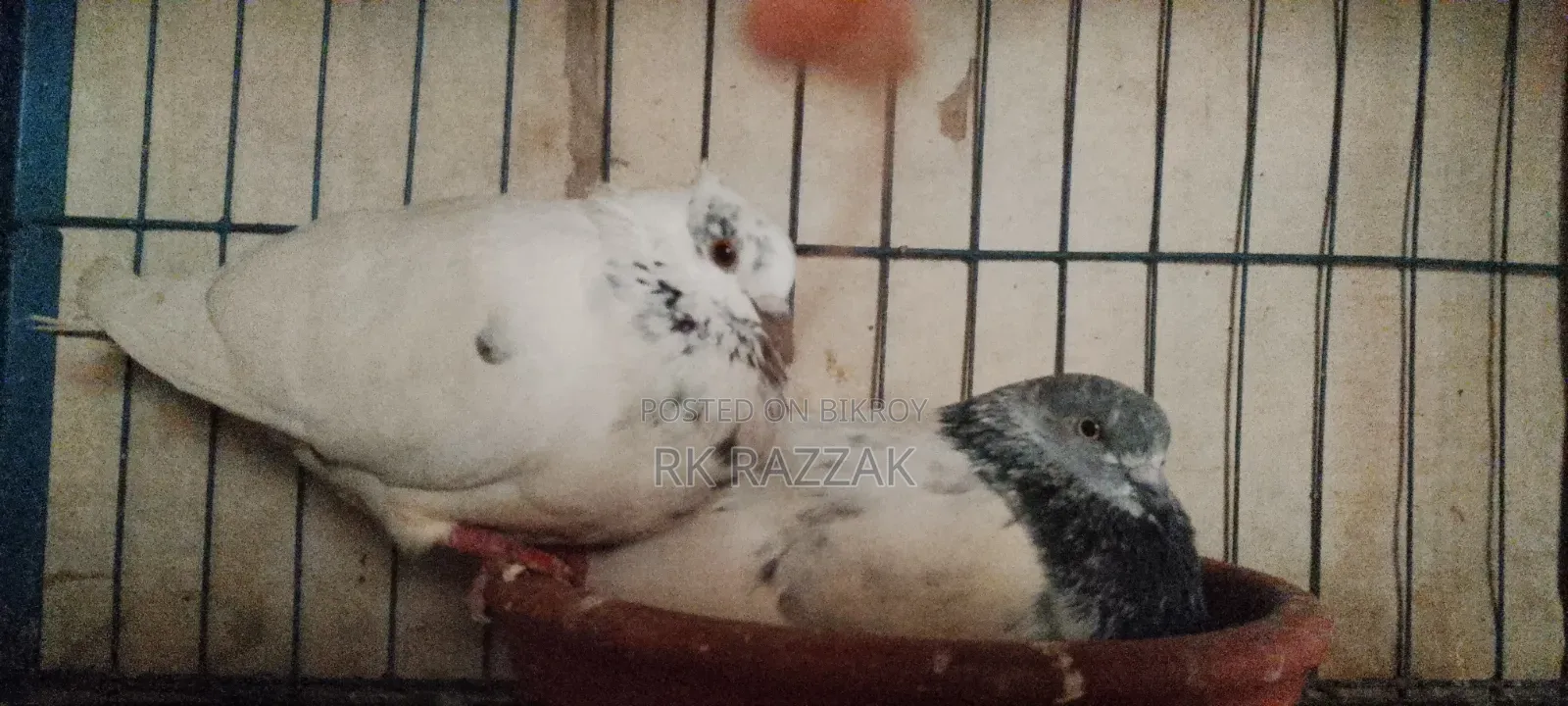 Bombay Pigeon