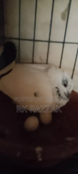 Bombay Pigeon