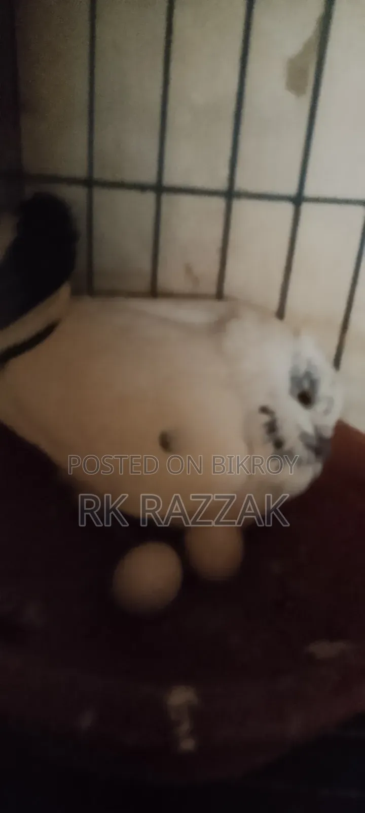 Bombay Pigeon