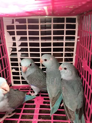 Forpus Bird.