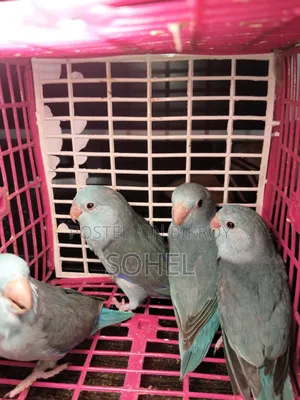 Forpus Bird.