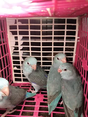 Forpus Bird.