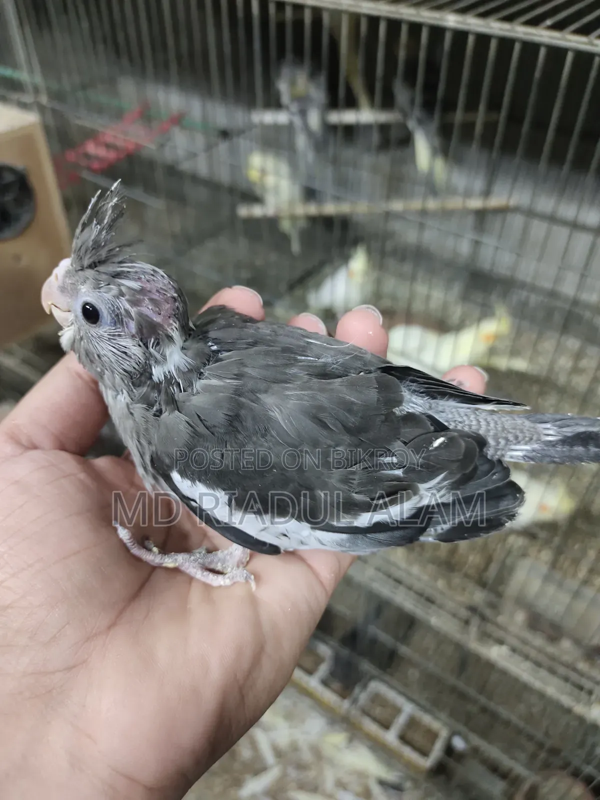 Cockatiel Baby
