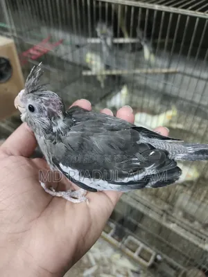 Cockatiel Baby