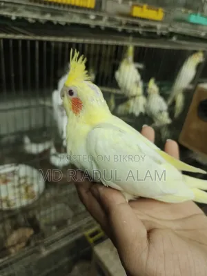 Cockatiel Baby