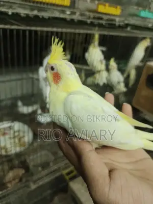 ককাটেল বেবি