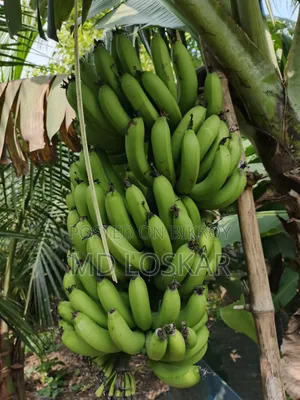 Bananas from our home garden