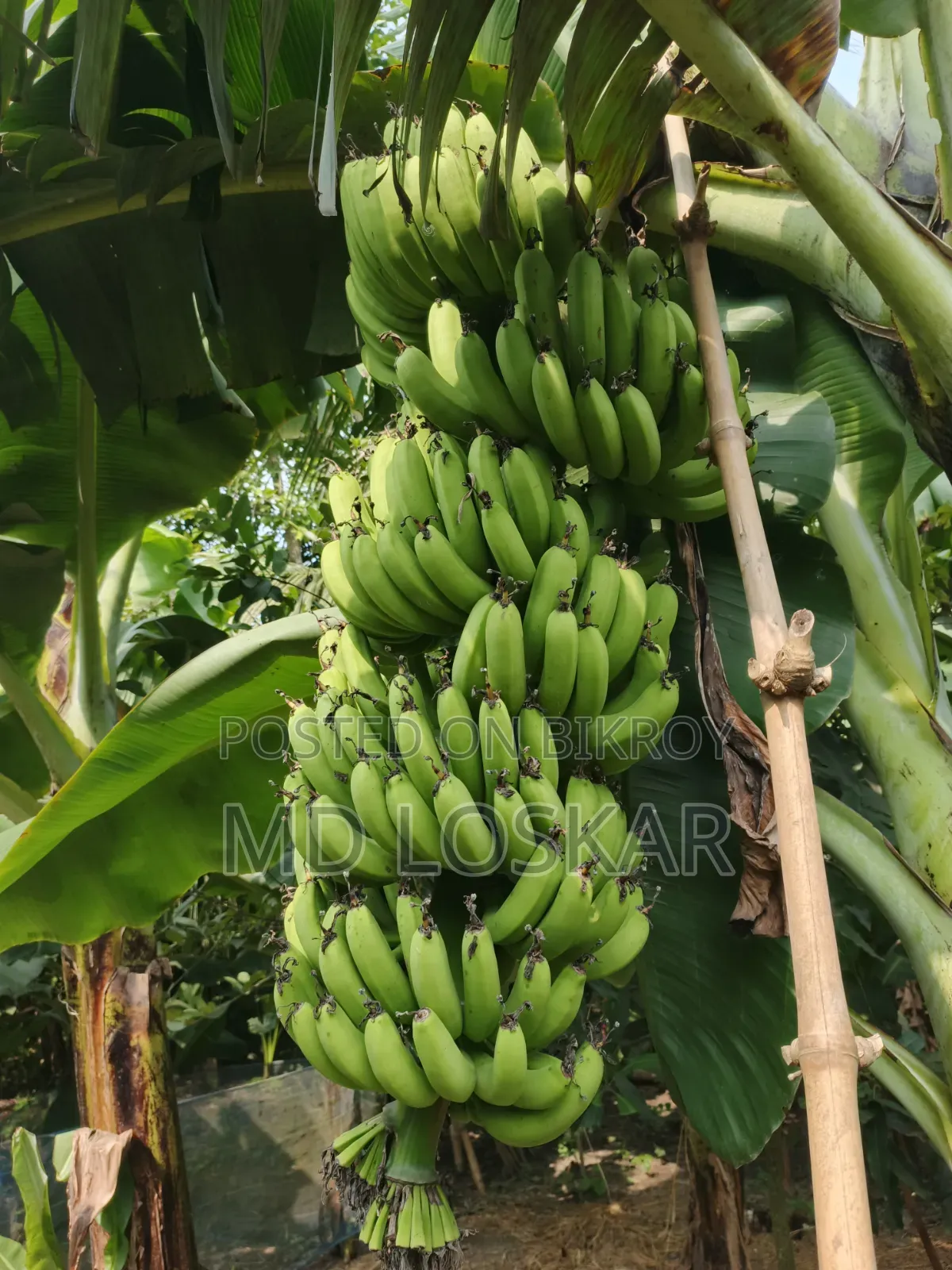 Bananas from our home garden
