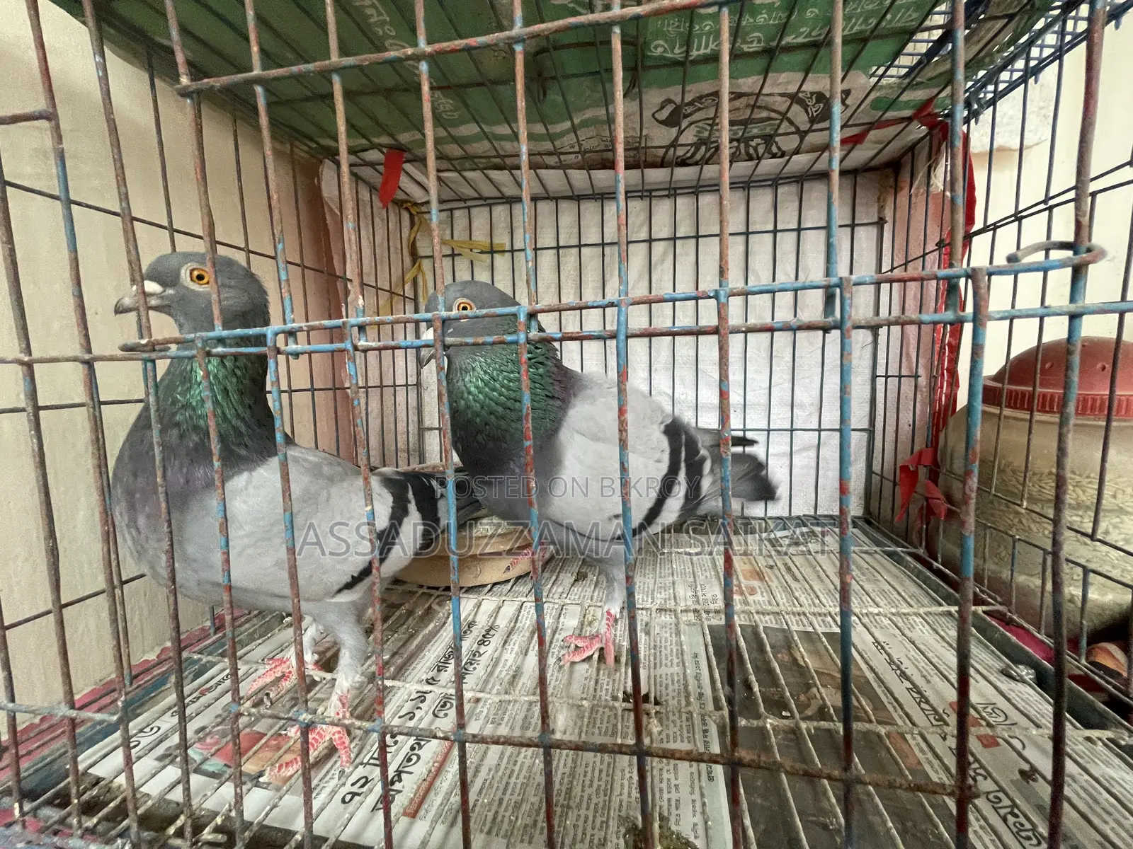 Pigeons with cage for urgent sale!