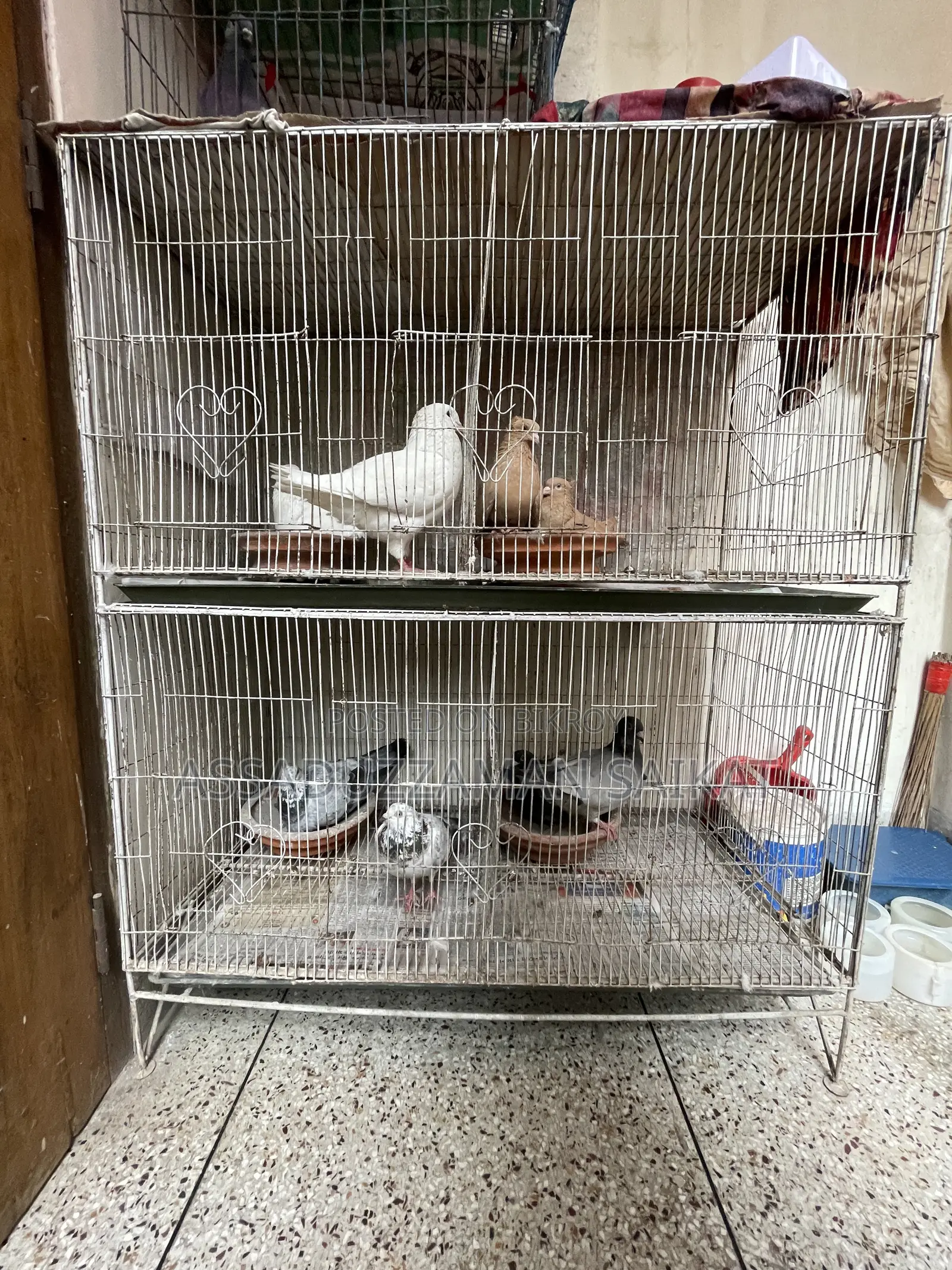 Pigeons with cage for urgent sale!