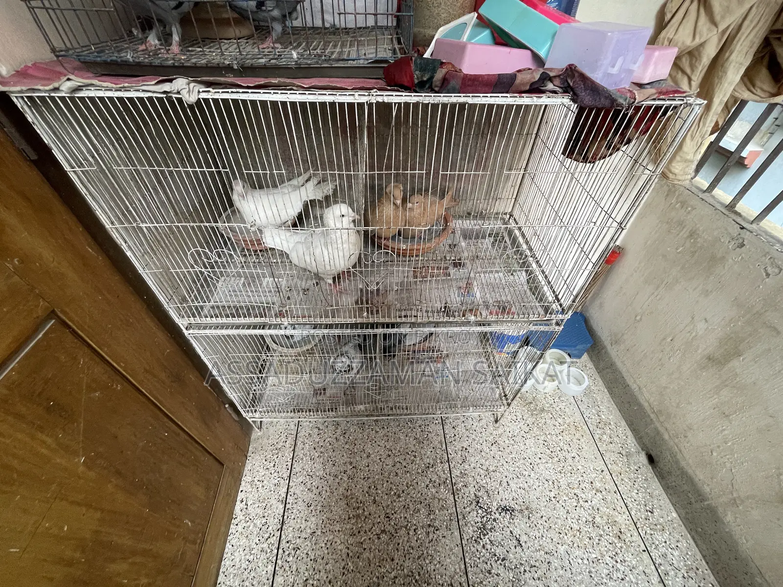 Pigeons with cage for urgent sale!