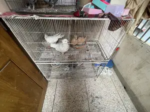 Pigeons with cage for urgent sale!