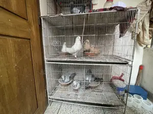 Pigeons with cage for urgent sale!