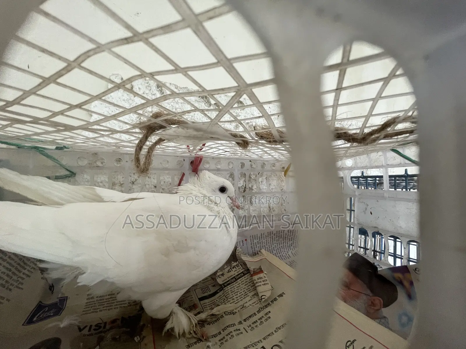 Pigeons with cage for urgent sale!
