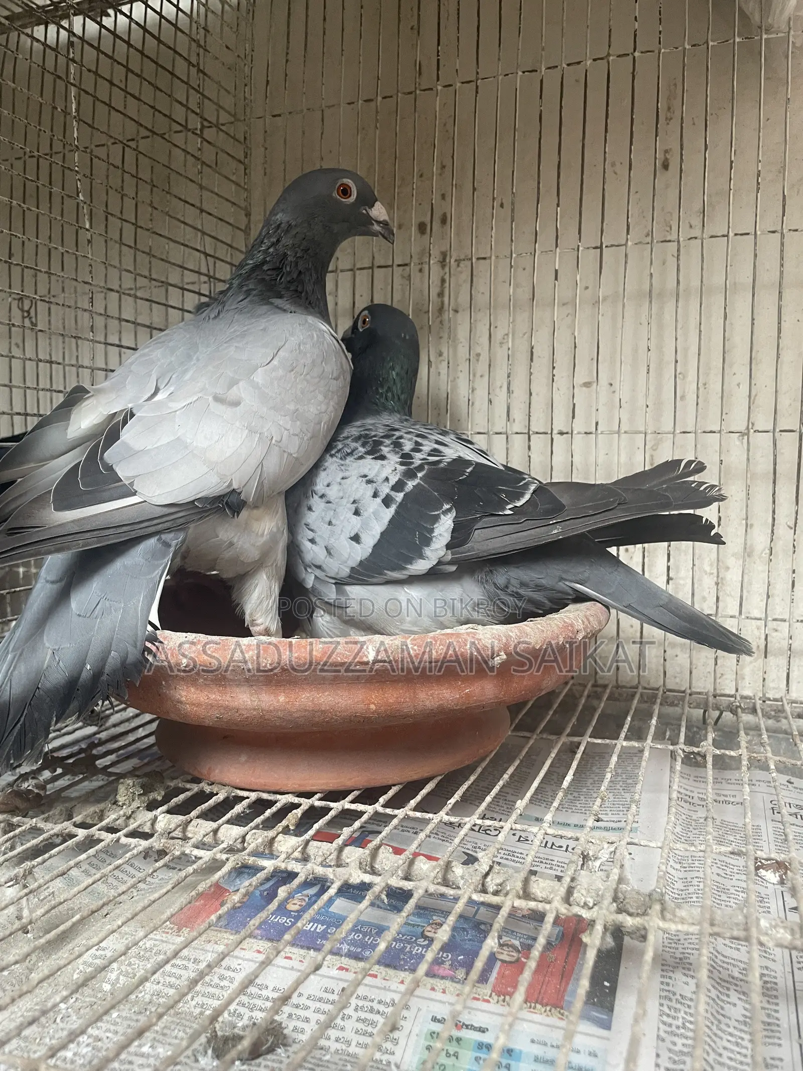 Pigeons with cage for urgent sale!