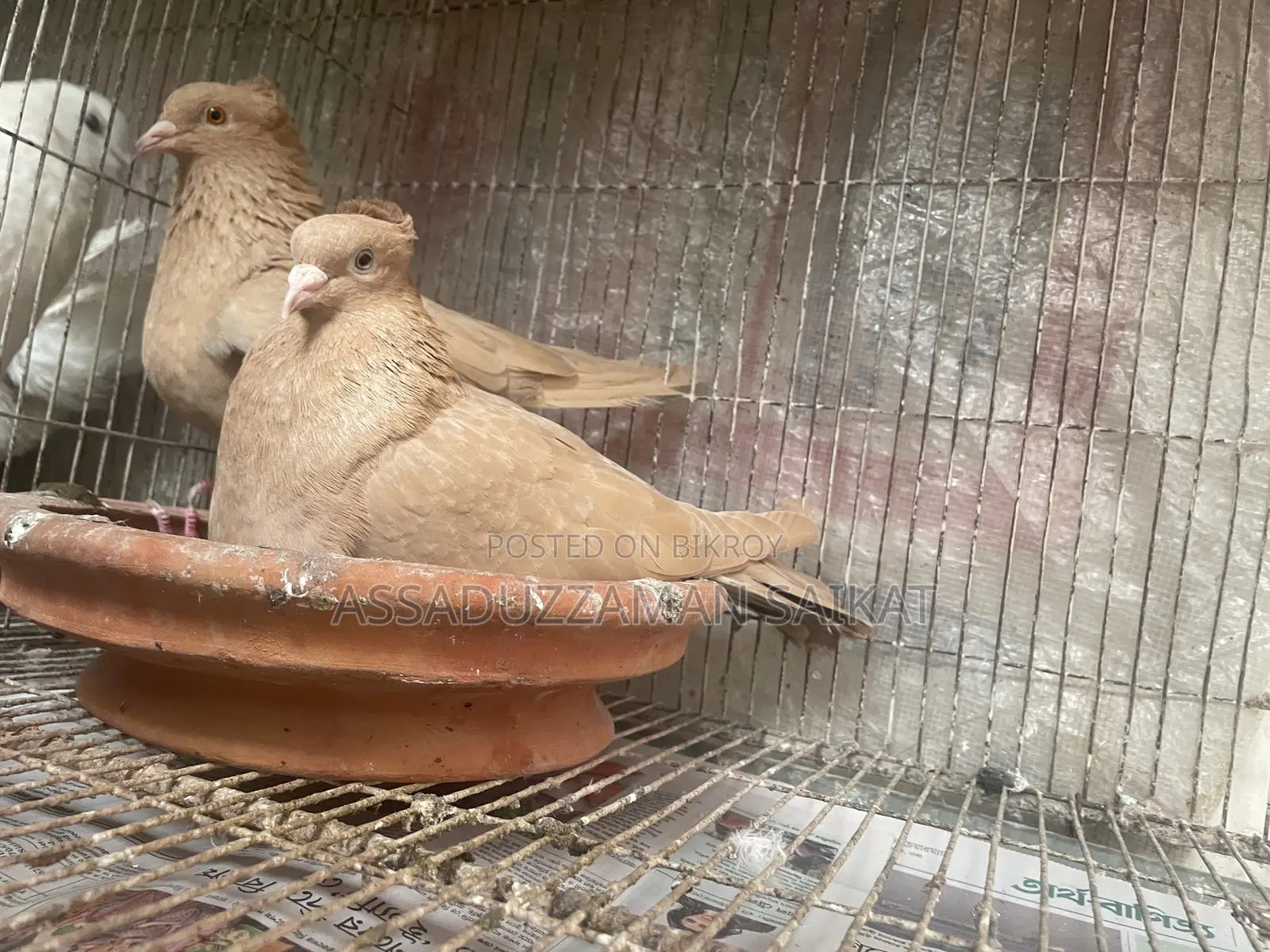 Pigeons with cage for urgent sale!