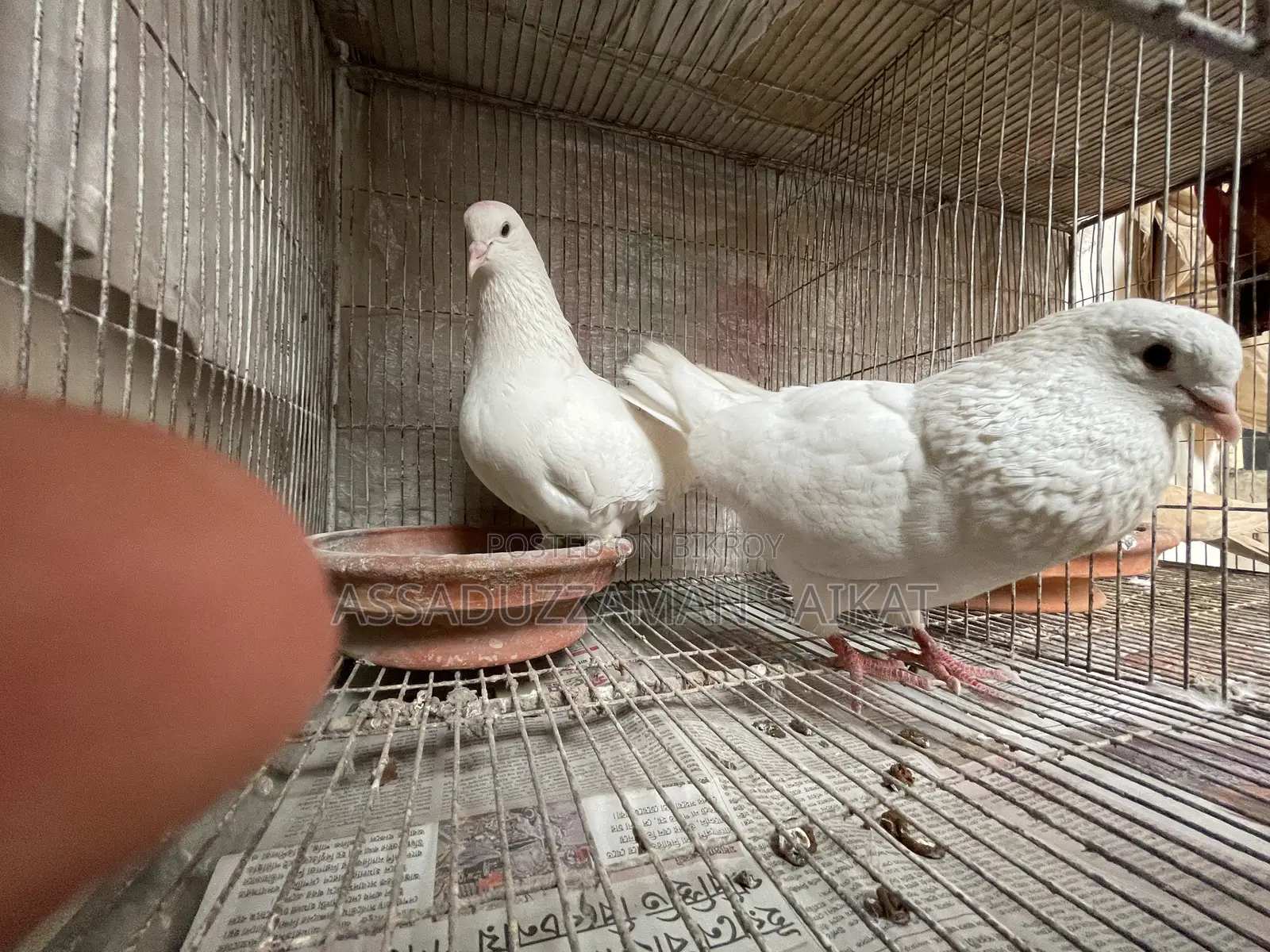Pigeons with cage for urgent sale!
