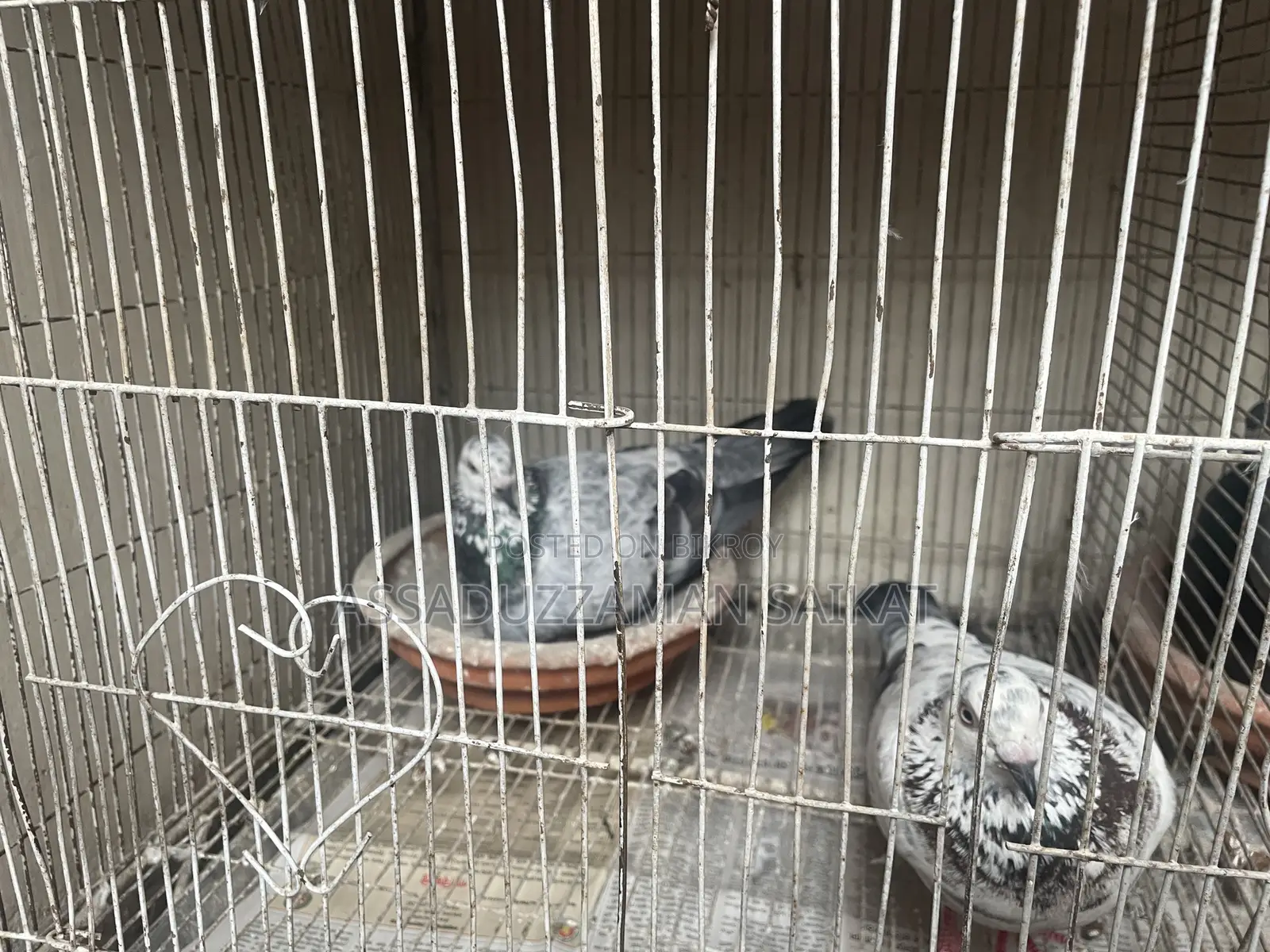 Pigeons with cage for urgent sale!