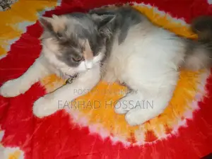 1-3 months Male Purebred Persian