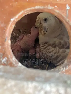 Master Breeding Pair With 5 Babies